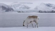 Trotz klimatisch schwieriger Bedingungen leben zahlreiche Tierarten in der Arktis, wie beispielsweise das Spitzbergen-Ren.