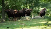 Gaurs on exhibit.
