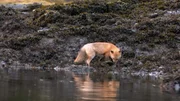 A fox searching for food