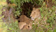 Löwinnen bringen ihre Jungen abseits des Rudels zur Welt. Erst im Alter von acht Wochen wird der Nachwuchs in das Rudel eingeführt.