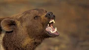 Grizzly (brown) bear  (Ursus arctos) growling