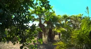 Zitronen und Palmenplantage von Thomas und Karin