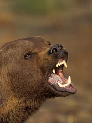 Grizzly (brown) bear  (Ursus arctos) growling