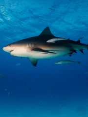 Bull shark around the Bahamas in Bimini