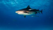 Bull shark around the Bahamas in Bimini