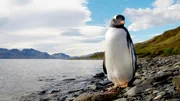 A penguin