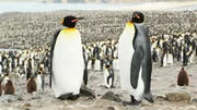 Penguins