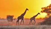 Giraffes