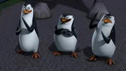 L-R: Kowalski, Skipper, Rico