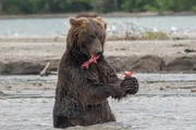 Braunbär bei der Lachsjagd.
