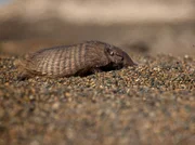 Das haarige Gürteltier lebt in den Steppen Patagoniens. Sein Panzer beschützt es vor Fressfeinden.