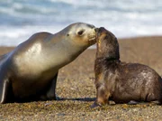 Eine Seelöwenmutter füttert ihr Kind. Dafür lässt sie das Kind für mehrere Tage am Strand zurück um zu jagen.