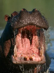 Khwai River, Moremi Wildlife Reserve, Botswana - Portrait of a Hippopotamus (Hippopotamus amphibius) Bull Charging in the Water