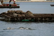 Spanische Forscher haben in der galicischen Hafenstadt O Grove festgestellt, dass sich Delfine seit dem Lockdown vermehrt in Gruppen in den Hafen wagen.