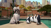 L-R: Randy, Private, Skipper, Kowalski, Rico