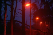 In einem Wald bei Wageningen in Holland wird der Einfluss roter, weißer, grüner und blauer Lampen auf Fledermäuse und Vögel getestet.