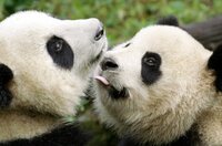 Mit rund drei Jahren sollte der Panda-Nachwuchs langsam selbständig werden, doch der Halbwüchsige weicht seiner Mutter kaum von der Seite.