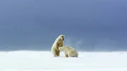 Polar bears