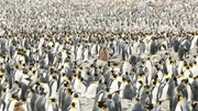 Penguins