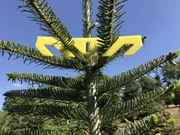Regelmäßiger Wuchs ist das Ziel jedes Christbaumanbauers. Ein Weihnachtsbaum mit Klammer.