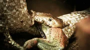 Snake swallows a frog as it tries to escape.