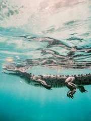 Crocodile Swimming In Sea