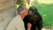 Er ist im Erlebnis-Zoo bekannt wie ein bunter Hund. Denn Schimpanse Max ist mittlerweile 57 Jahre alt und das älteste Tier im Erlebnis-Zoo Hannover. Deshalb gibt es heute eine Torte nur für ihn. Revierleiter Klaus Meyer hat eine jahrzehntelange und innige Beziehung zu Max. Doch die lag fünf Jahre brach. Der Tierpfleger verlor bei seiner Arbeit mit dem Schimpansenmännchen durch eine Beißattacke Zeige- und Mittelfinger seiner rechten Hand.