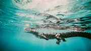 Crocodile Swimming In Sea