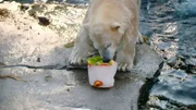 Sie ist seit einigen Monaten der Besuchermagnet und ein Wunder der Natur – Nana, der erste Eisbärennachwuchs in Hannover. Der weiße Wirbelwind zaubert allen Besuchern ein Lächeln ins Gesicht.