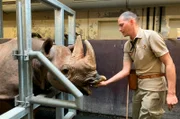 Für Philipp Plate, Tierpfleger im Revier Sambesi Nord, gibt es nichts Schöneres, als seinen Arbeitstag mit einem morgendlichen Verwöhnprogramm von Spitzmaulnashorn Kito zu beginnen. Der kolossartige Bulle genießt die Streichelmassage.