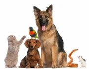 Group of animals in front of white background