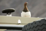 Das Moorschneehuhn wollte unbedingt auf dem Dach des Unimogs singen.