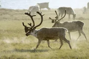 Große Herden Caribous ziehen neben dem Highway.