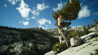 Zur ARTE-Sendung Amerikas Naturwunder (05): Yosemite 24: Eine windgepeitschte Kiefer auf den Granitfelsen des Yosemite Nationalparks © NDR/Doclights Foto: NDR