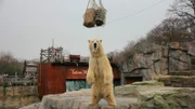 Eisbär Sprinter hat ein Ekzem an der Pfote. Das stört den 500-Kilo-Koloss zwar nicht sonderlich, dennoch möchte die Zootierärztin Dr. Katja von Dörnberg vermeiden, dass das Ekzem zu Entzündungen führt.