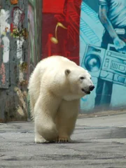 White Female Polar Bear in downtown City of Vancouver, BC.