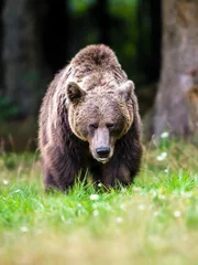 Brown bear in the forest , dangerous look