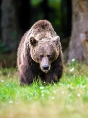 Brown bear in the forest , dangerous look