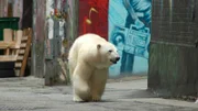 White Female Polar Bear in downtown City of Vancouver, BC.