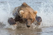 Braunbär bei der Lachsjagd.