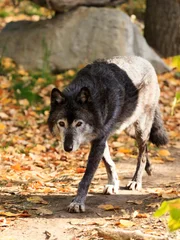 A medium size Gray Wolf in Northern British Columbia.