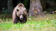 Brown bear in the forest , dangerous look