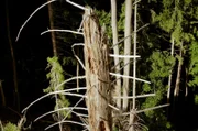 Unser Wald stirbt? Eine nach dem Befall mit Borkenkäfern abgestorbene Fichte am Schliersee