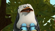 Skipper