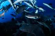 Banded Hound Shark and Red Stingray Agggregation Sharknado in Clear Blue Ocean Waters of Chiba, Japan