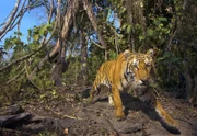 Das Bild eines Tigers in Bhutan war nur Dank einer Kamerafalle möglich.