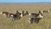Mongolische Gazellen leben in trockenen Halbwüsten und Steppen.