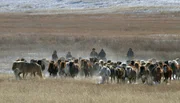 Die Pferde der Mongolischen Nomaden sind berühmt für ihre Robustheit.
