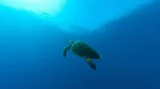 Schildkröte im Meer vor Sodwana, Südafrika +++