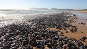 Karettschildkröten an der Küste von Sodwana, Südafrika +++